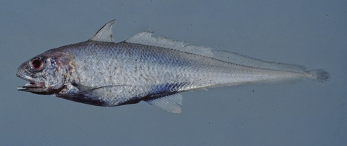 Specimen of a Euclichthys microdorsalis species of fish.