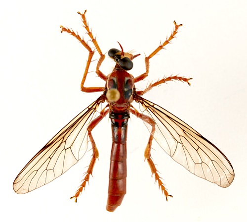 Close up dorsal view of Deadpool fly, showing patterns on its back that look like Deadpool's mask.