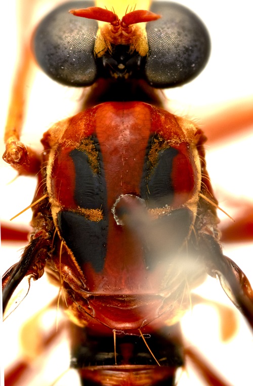 Close up of a specimen of Deadpool fly showing the mask-like markings on its back.
