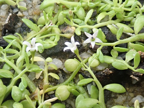 leaves and white flowers of a lobelia