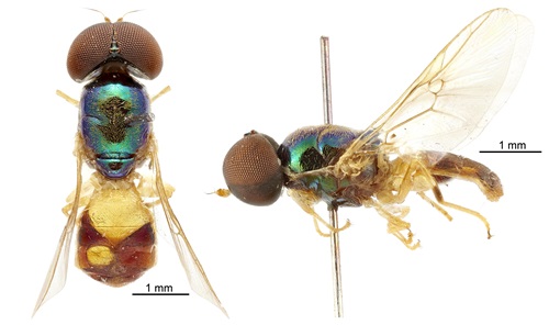 Close up of a specimen of a male of the new soldier fly species Microchrysa wrightae.