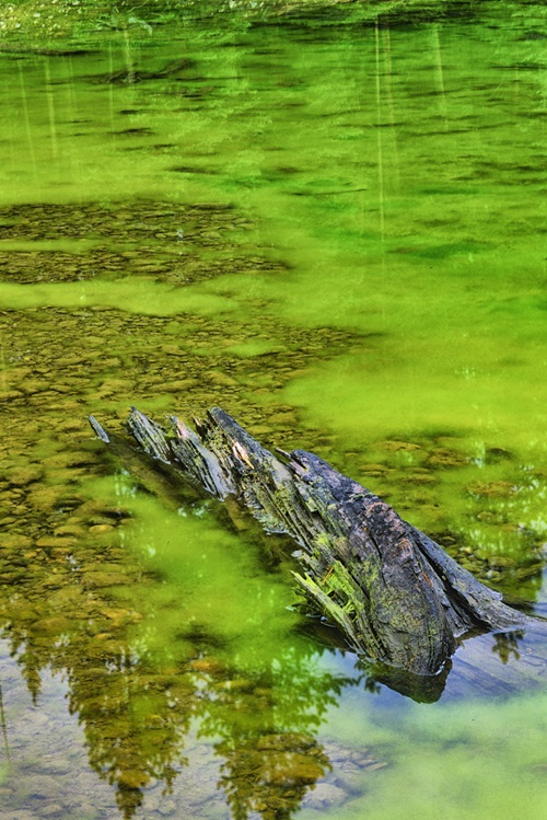 Algae bloom in pond