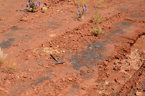 Patches of manganese crust on the soil surface, seen as dark metallic blue areas.