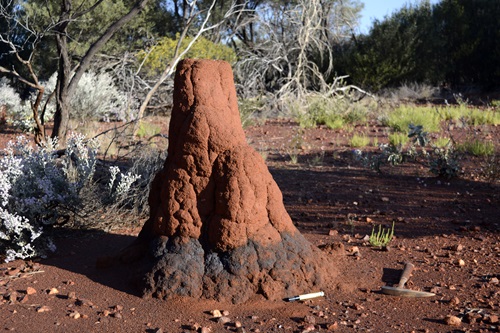 Termite mound made from red-coloured earth showing a blue metallic band around the base.