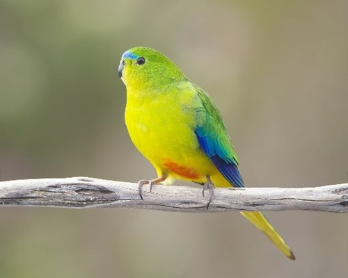 bird