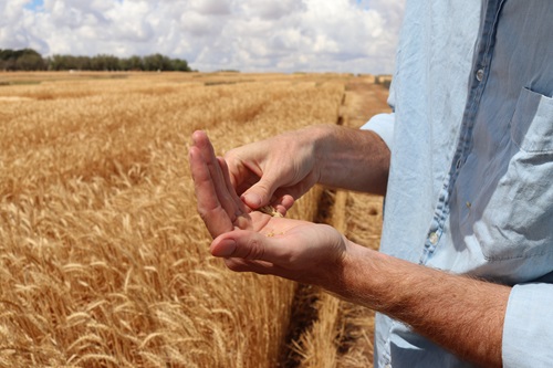 Wheat field