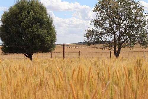 Wheat and sheep