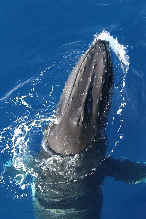 A close up photo of a humpback whale