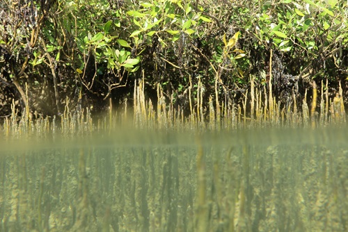Mangroves are seen from below the water and above.