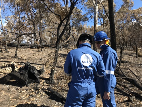 Two people in blue jumpsuits in burnt landscape