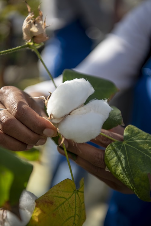 A cotton boll growing on a plant in a glasshouse being held in hands