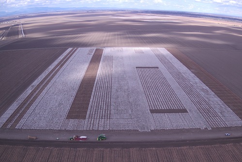 Aerial view of cotton fields being harvested