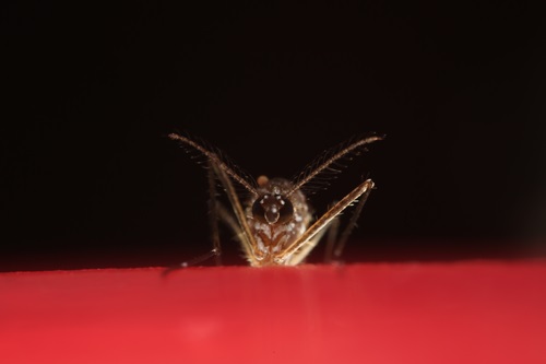 Aedes aegypti spreads dengue fever