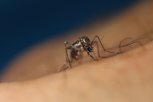 Aedes aegypti spreads dengue fever