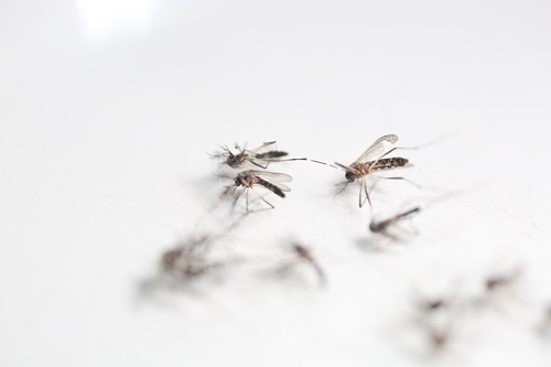 Wolbachia, an environmentally friendly biological control, has eliminating a population of the dengue mosquito in north Queensland