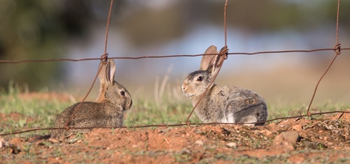 Two rabbits sitting together viewed through farm fencing. 