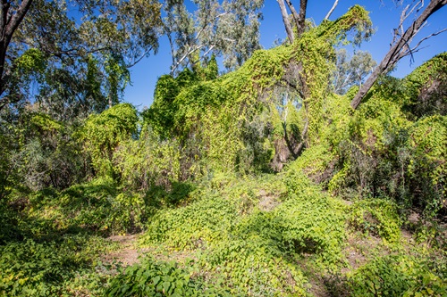 Stinking passionflower smothers native plants at Fitzroy River. Photo by Bruce Webber