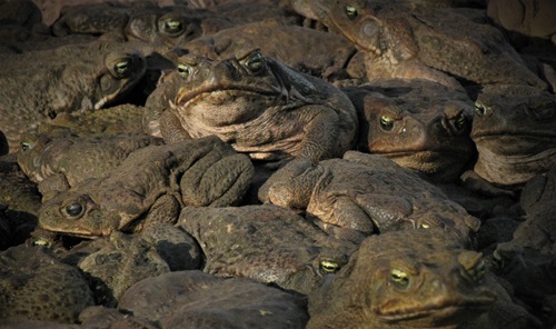 Female cane toads can lay up to 35000 eggs at a time. Photo by Ruchira Somaweera