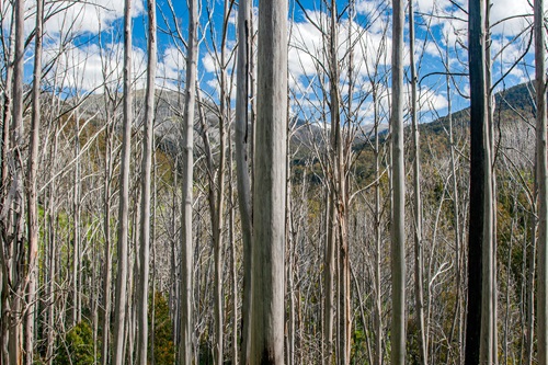 Bush fires create opportunities for invasive animals and weeds to spread. Photo by Bruce Webber