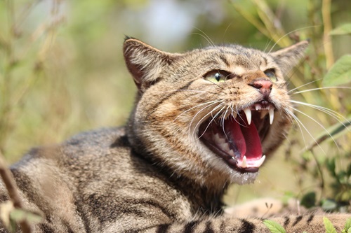 Feral cats have contributed to the extinction of 27 native species. Photo by Andrew Cooke