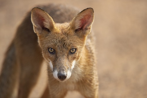 Native animals are easy prey for foxes after a bush fire. Photo by Lucca-Amorim