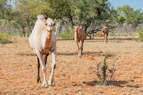 Managing hooved animal such as feral camels has proved cost effective. Photo by Bruce Webber