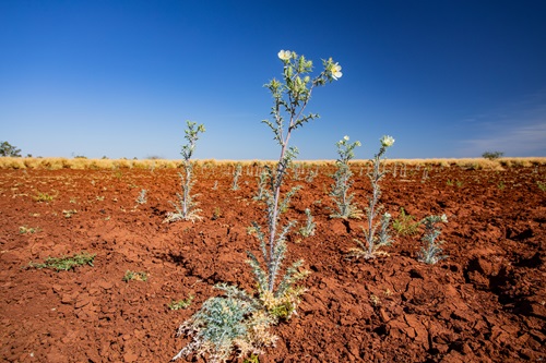 Impacts of climate change can be seen in the Pilbara region where Mexica poppies grow freely. Photo by Bruce Webber