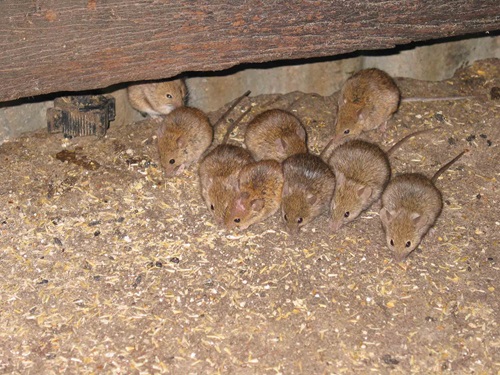 Piggery mice. Photo by Peter Brown