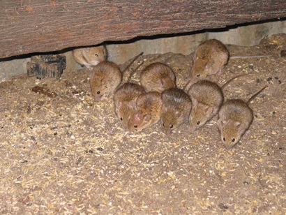 Piggery mice. Photo by Peter Brown