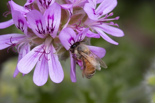 A honey bee collecting nectar from a bright pink flower.