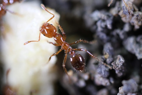 Fire ant