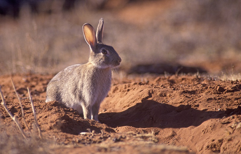 European rabbit