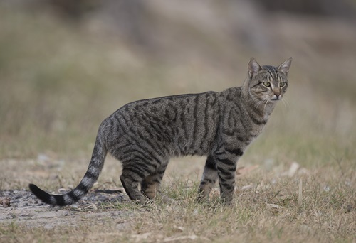 Feral cat