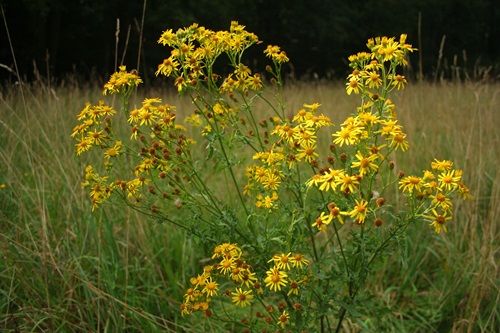 Ragwort