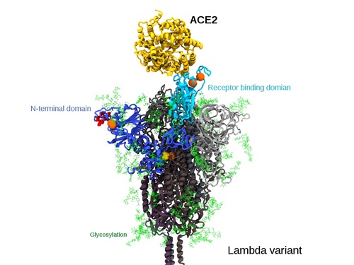 Coloured lines represent the arrangement of the protein