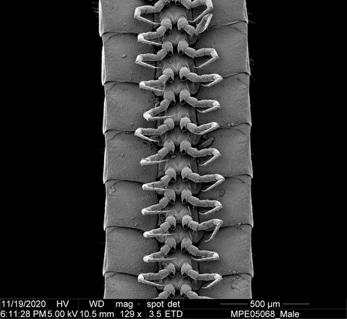 The undercarriage of a milimede showing 26 of it's legs with black background
