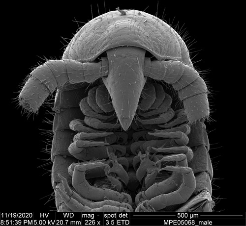 A very close up view of the undercarriage of a male milipede with a black background
