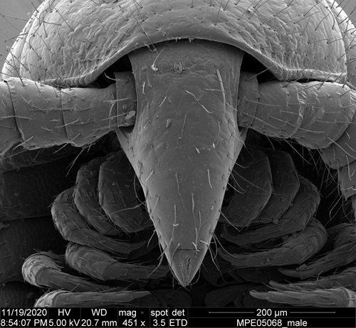 A close up view of the back of a male milipede
