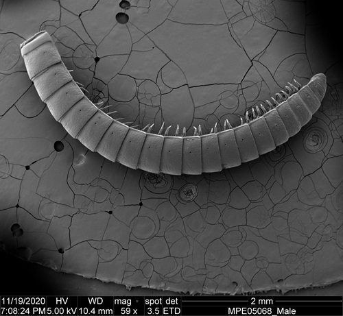 A very close up view of a milipede lying on it's side on a cracked surface