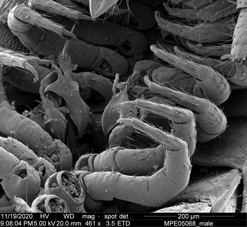 A close up view of the legs and undercarriage of a male milipede