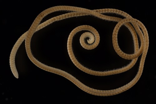 A light brown worm shape on a black background