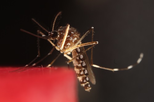 Close up image of mosquito