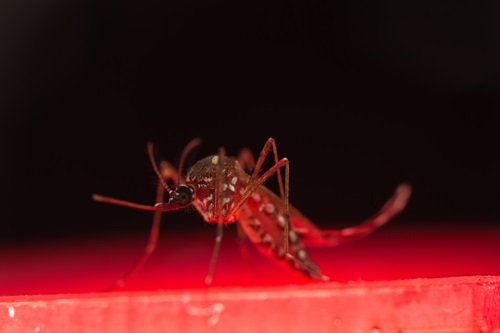 Close up of the Aedes agypti mosquito
