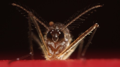 Close of aedes agypti mosquito