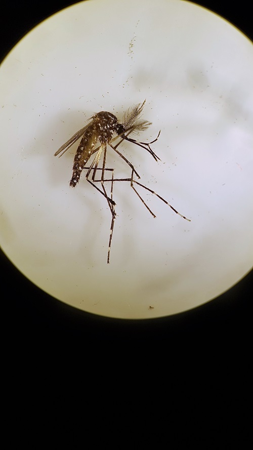 A close up of the male Aedes aegypti mosquito through a telescope