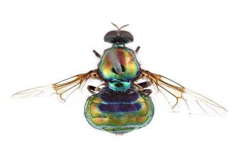 View from above of a perserved specimen of a gold, green, blue opalescent soldier fly.