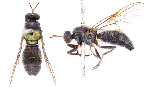 A view from above and from the side of a perserved specimen of a soldier fly.