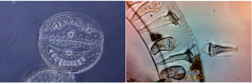 Two images side by side, the left is a transparent cell called a diatom, the right is a section of the cell lining.