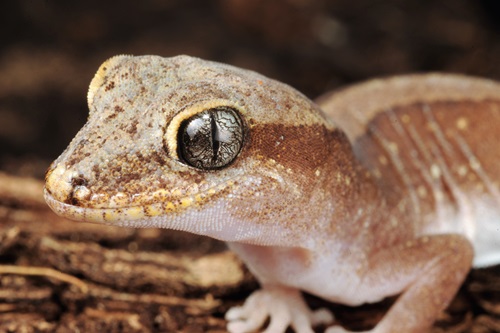 Close up of the face with large greenish eyes of a pale brown gecko.