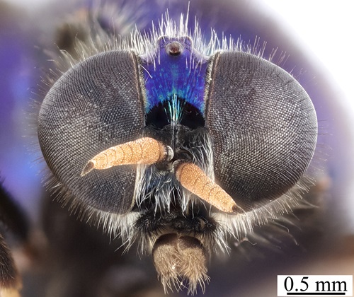 A view of the head of a small soldier fly with a bright blue forehead and cream antennae.
